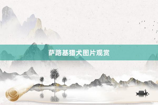 萨路基猎犬图片观赏